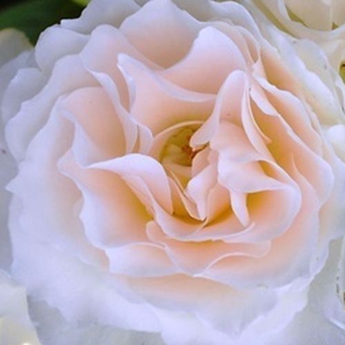 Viveros y Jardinería online - Rosas Floribunda - blanco - Rosal Sweet Blondie™ - rosa sin fragancia - Martin Vissers - Las flores de fragancia a fruta son de color crema y con tonos de color rosa.